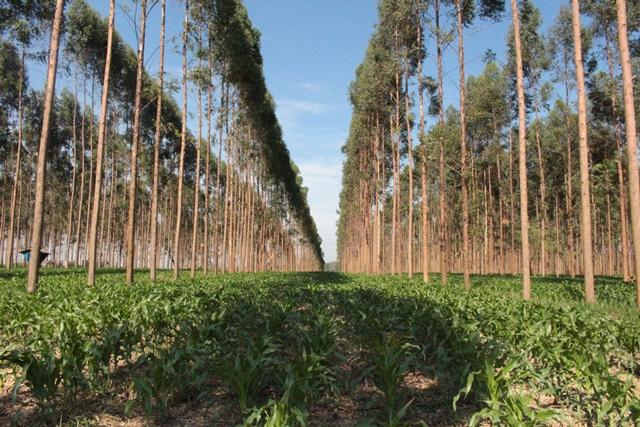 agricultura tropical