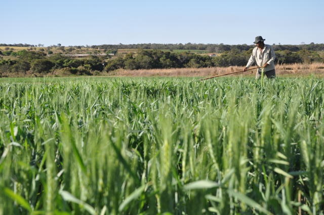 agro brasileiro