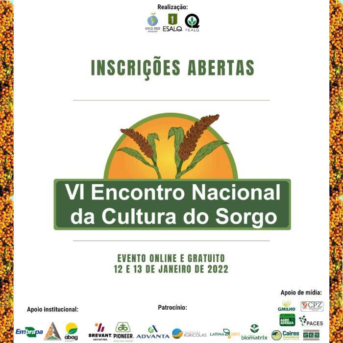 cultura do sorgo