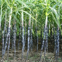 Safra de cana-de-açúcar brasileira deve crescer