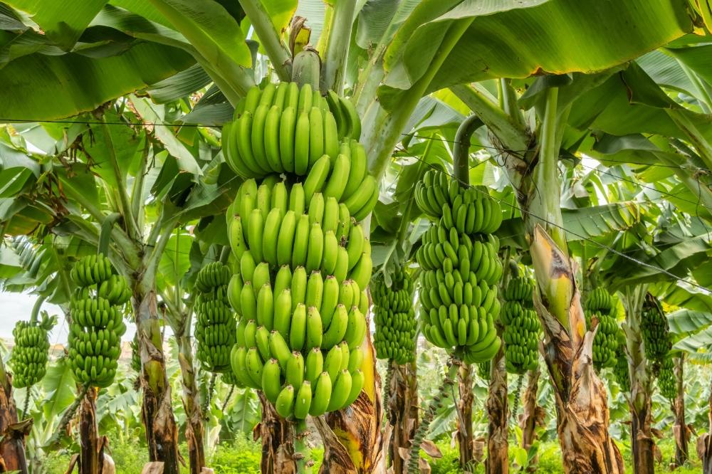 Bananicultura – Cadastro de Unidade de Produção passa a ser obrigatório no Estado de São Paulo