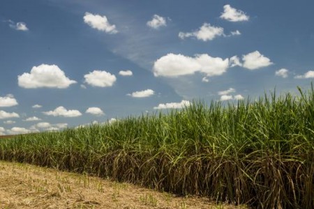 fertilidade do solo